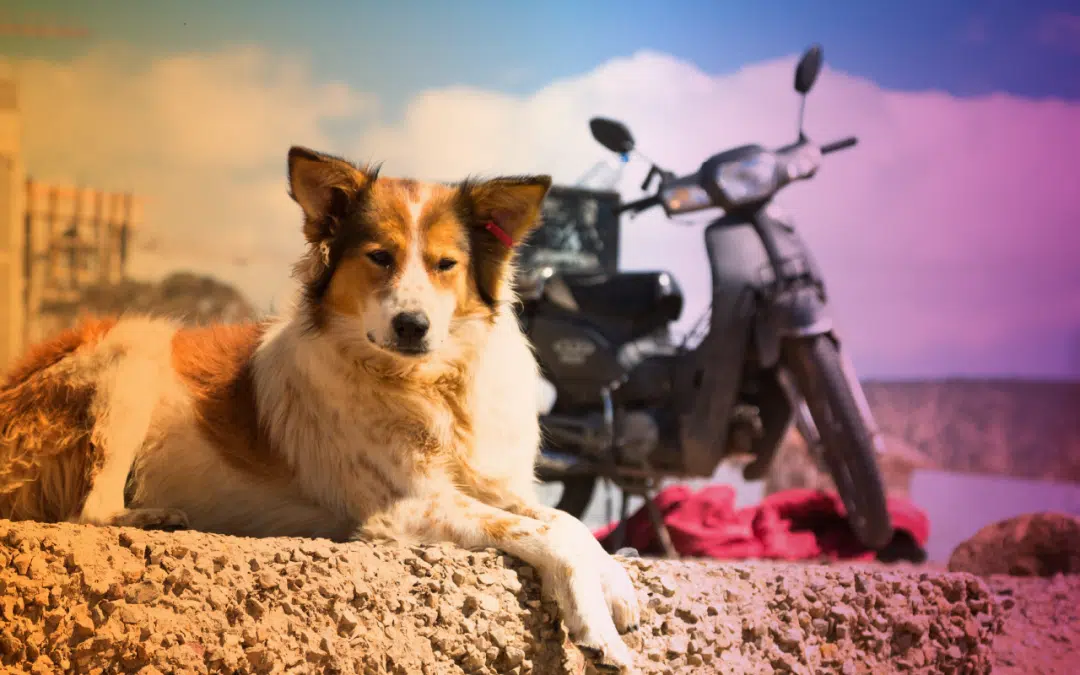 Come trasportare il proprio cane o gatto in moto: regole e consigli