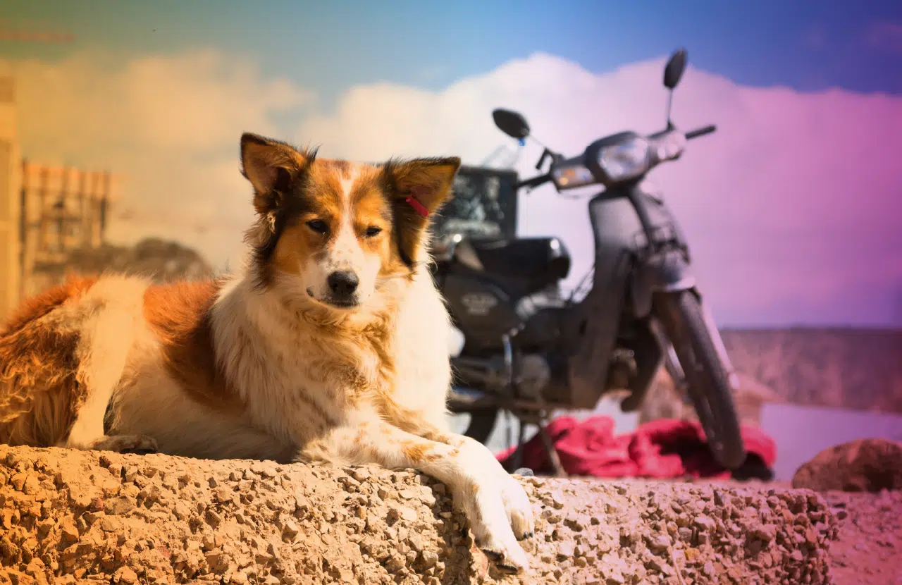 Come trasportare il proprio cane o gatto in moto