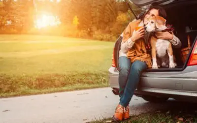 Viaggi in auto con il cane: consigli utili